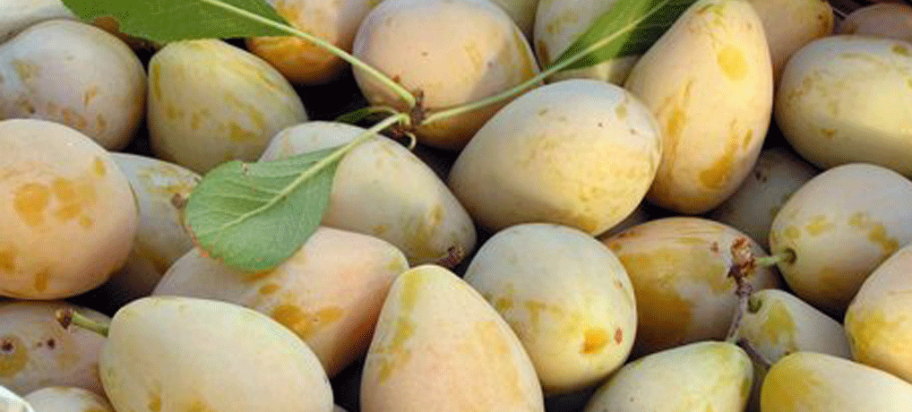 Susine sanacore di Monreale