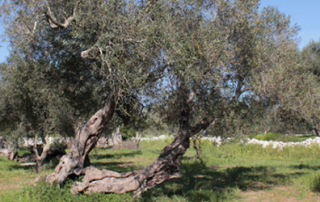 Alberi_di_ulivo