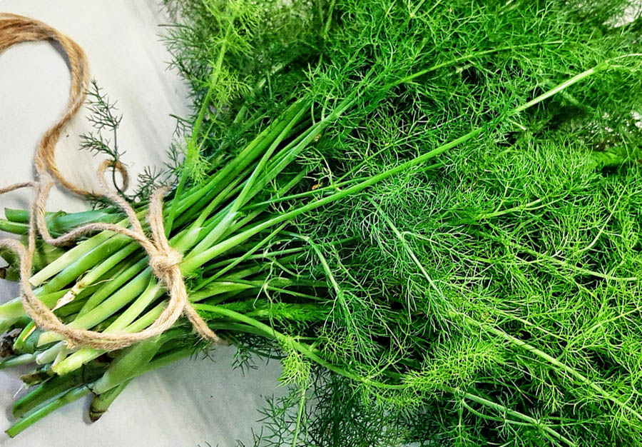 Mazzo di finocchietto selvatico