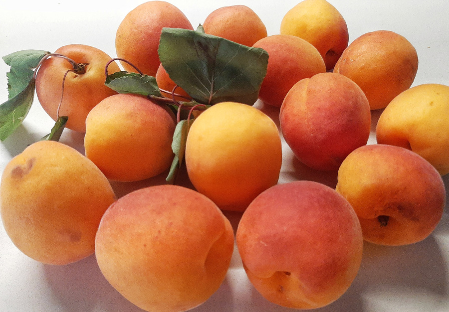 Albicocche